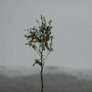 人犬1-6部曲香香公主原视频
